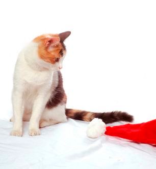Santahat 300 with calico cat